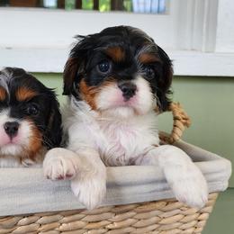 Cavalier King Charles Spaniels from Rutherglen Cavaliers