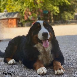 Reign - Bernese Mountain Dog