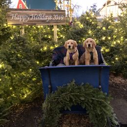 Golden Retriever Puppies from SwiftRiver Goldens