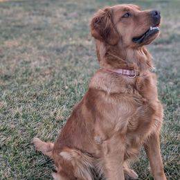 Sienna - Golden Retriever