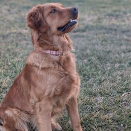 Sienna - Golden Retriever