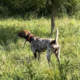 Guy - German Shorthaired Pointer