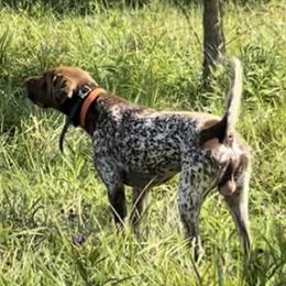 Guy - German Shorthaired Pointer