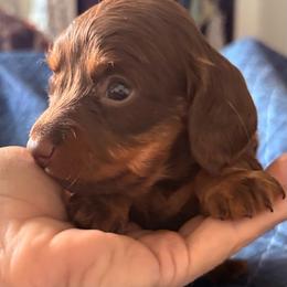 White Girl - Chocolate and tan female Dachshund puppy in Massies Mill, Virginia from Pigeon Hill Dachshunds