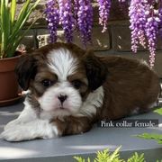 Leeanna - Gold and white female Cavatzu puppy in Oklahoma from Rocky Oak Cavaliers & Biewer Terriers LLC