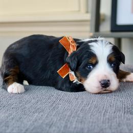 Evita - Tri-color female Bernedoodle puppy in Murray, Utah from Sun Valley Doodles