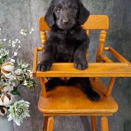 Dilute Retriever and Labradoodle Puppies from Von Bussler Labradoodles & Retrievers