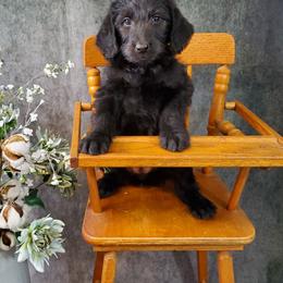 Dilute Retriever and Labradoodle Puppies from Von Bussler Labradoodles & Retrievers