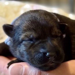 Girl 3 - Sable female German Shepherd puppy in La Porte, Indiana from Haus Kriegerhund