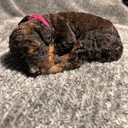 Girl 1 - Sable female Bernedoodle puppy in Warfordsburg, Pennsylvania from Black Oak Forrest Doodles