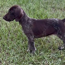 Georgia - Liver roan female German Shorthaired Pointer puppy in Georgia from CMC Farms