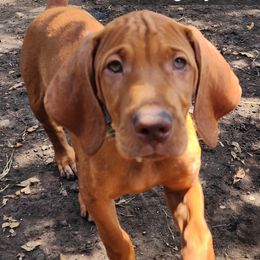 Mr. Gray - Golden rust male Vizsla puppy in Beeville, Texas from CW Legacy Vizslas