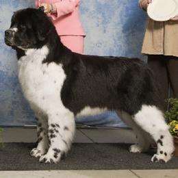 Newfoundlands from TimberKnoll Newfoundlands