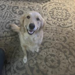 Dorothy - Golden Retriever