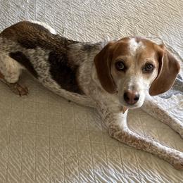 Beagle puppies from Beagles on the Run
