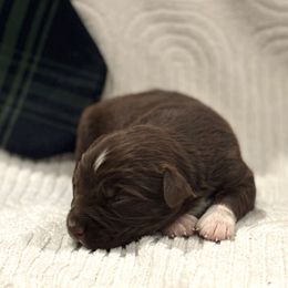 Jess - Red tri-color male Australian Shepherd puppy in Uvalda, Georgia from Happy Ours Australian Shepherds