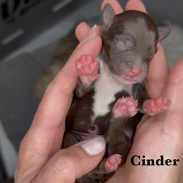 Cinder - Chocolate male Australian Labradoodle puppy in Citrus Heights, California from Elite Blend Labradoodles