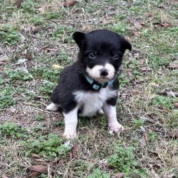 Boy 2 - Black and white male Border Collie puppy in Michie, Tennessee from Rivendell Border Collies