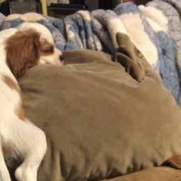 Cavalier King Charles Spaniels from Cherilym Gumm's Cavalier King Charles Spaniel