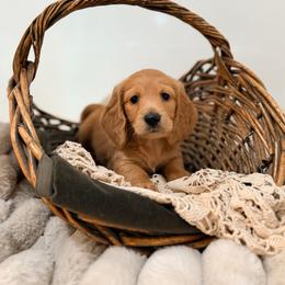 Blue - Red male Dachshund puppy in Red Bluff, California from Down The Hill Potterdale
