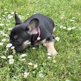 Duckii - Black and tan female French Bulldog puppy in Lakeside, California from French Houzz
