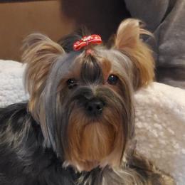 Yorkshire Terriers from Mama & I Yorkshire's