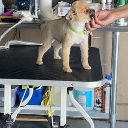 French Bulldog and Pomeranian All Grown Up from Chaos Central Valley Bulls