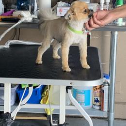 French Bulldog and Pomeranian All Grown Up from Chaos Central Valley Bulls