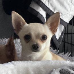 Chihuahuas from Little Family Paws