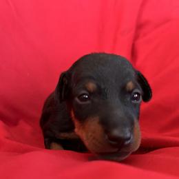 Boy 1 - Black and tan male Manchester Terrier puppy in Dade City, Florida from Mystic Manchesters