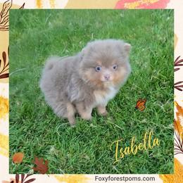 Isabella - Chocolate and tan female Pomeranian puppy in Eatonville, Washington from Foxy Forest Poms