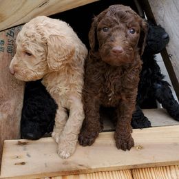 Poodle Puppies from Polly Wally Doodles and Poodles