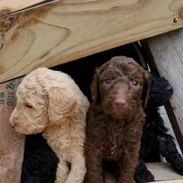 Poodle Puppies from Polly Wally Doodles and Poodles