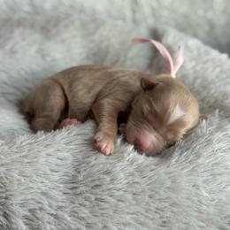 Aura - Apricot female Goldendoodle puppy in Wharton, Texas from Little Fur Friends