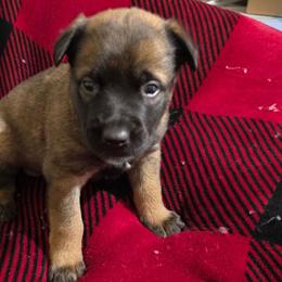 Sugar - Fawn female Belgian Malinois puppy in Andersonville, Tennessee from Working W Kennels