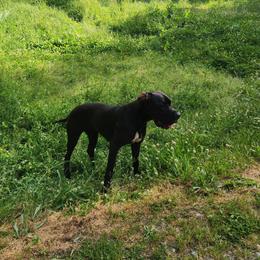 Emma - Black female Great Dane puppy in Gig Harbor, Washington from Lakaya Danes