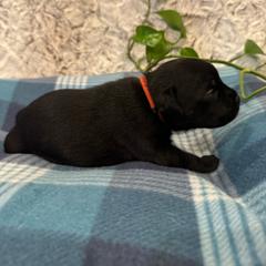 Orange Collar Male - Black and white male Staffordshire Bull Terrier puppy in Princeton, Minnesota from Thor’s Beagles & Maha’s Staffy