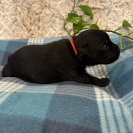 Orange Collar Male - Black and white male Staffordshire Bull Terrier puppy in Princeton, Minnesota from Thor’s Beagles & Maha’s Staffy