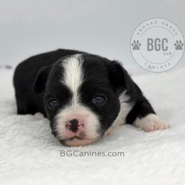 Jack - Black and white male Chihuahua puppy in Forsyth, Georgia from Brooks Grove Canines LLC
