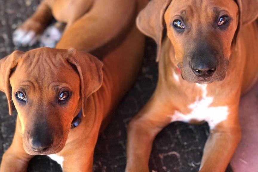 Willowist Rhodesian Ridgebacks in California | Rhodesian Ridgeback ...