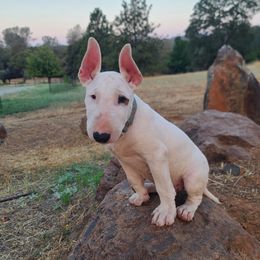 Bull Terrier puppies from Ciera Staffords