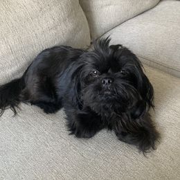 Gracie - Shih Tzu