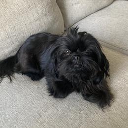 Gracie - Shih Tzu