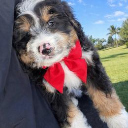 Teddy - Tri-color male Bernedoodle puppy in Ormond Beach, Florida from Florida Coast Doodles