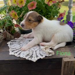 Fiona - Sable and white female Collie puppy in Hinckley, Minnesota from Rusty Spur Collies