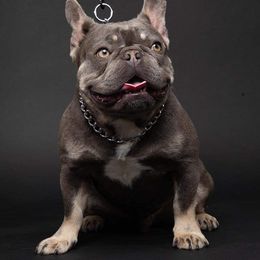 French Bulldogs from frenchie lyfestyle