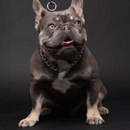 French Bulldogs from frenchie lyfestyle