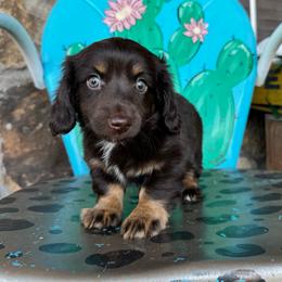 Glam - Chocolate and tan female Dachshund puppy in Hawley, Texas from Foxy’s Dachshunds & Toy Aussies