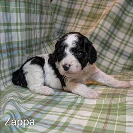 Zappa - Black and white male Cockapoo puppy in Sunset, Louisiana from Cano Cockapoos