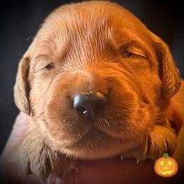 First pick of the boys - Dark golden male Golden Retriever puppy in Fisher, Illinois from Aslan's Pride of Fidei Family Farms